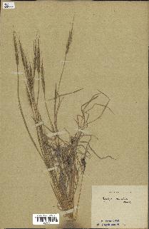 spécimen de Aegilops ventricosa