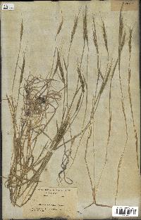 spécimen de Aegilops ventricosa