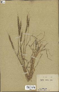 spécimen de Aegilops ventricosa