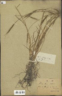 spécimen de Aegilops ventricosa