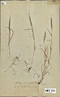 spécimen de Aegilops ventricosa