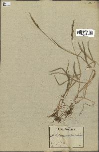 spécimen de Aegilops ventricosa