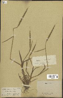 spécimen de Aegilops ventricosa