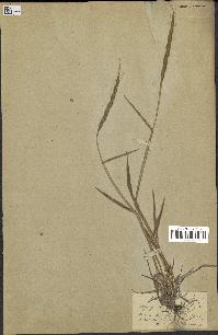 spécimen de Aegilops ventricosa