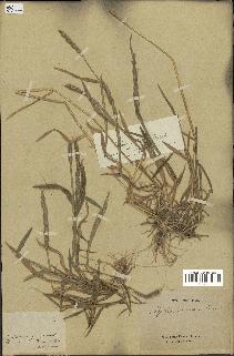 spécimen de Aegilops ventricosa