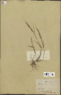 spécimen de Aegilops ventricosa
