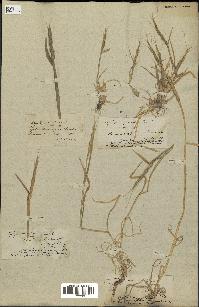 spécimen de Aegilops ventricosa