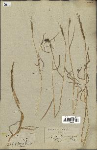 spécimen de Aegilops ventricosa