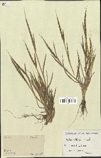 spécimen de Aegilops ventricosa