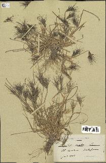 spécimen de Aegilops ovata