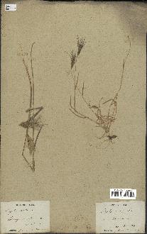 spécimen de Aegilops ovata