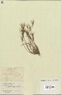 spécimen de Aegilops ovata