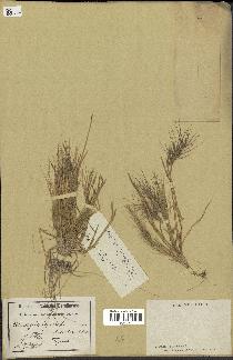 spécimen de Aegilops ovata
