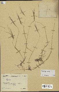 spécimen de Aegilops ovata