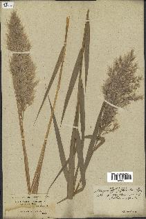 spécimen de Phragmites communis