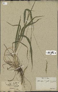 spécimen de Brachypodium sylvaticum