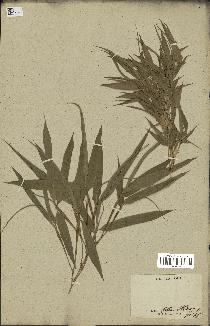 spécimen de indet.