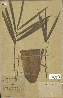 spécimen de indet.