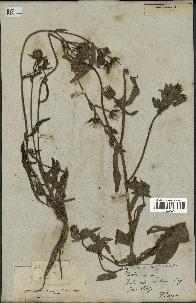 spécimen de Picris echioides