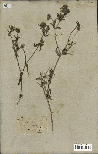 spécimen de Picris echioides