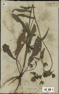 spécimen de Picris echioides