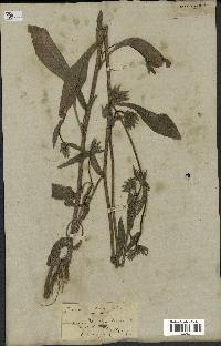 spécimen de Picris echioides
