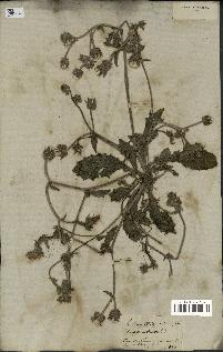 spécimen de Picris echioides