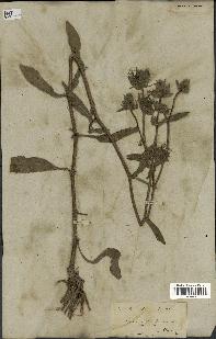 spécimen de Picris echioides