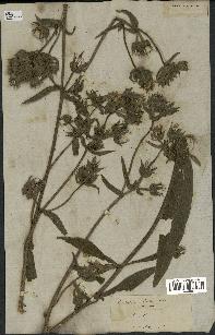 spécimen de Picris echioides