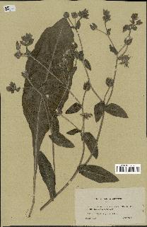 spécimen de Picris echioides