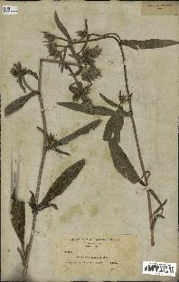 spécimen de Picris echioides