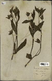 spécimen de Picris echioides