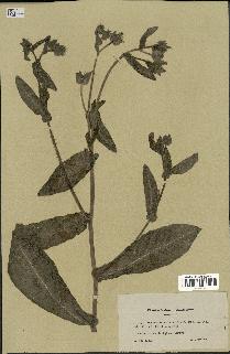 spécimen de Picris echioides