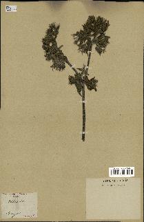 spécimen de Picris echioides