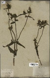 spécimen de Picris echioides