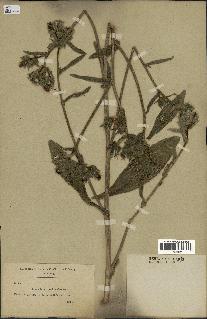 spécimen de Picris echioides