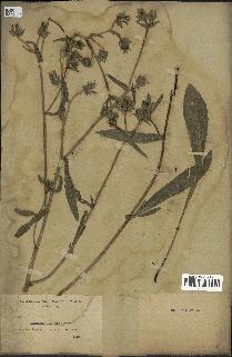 spécimen de Picris echioides