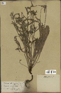 spécimen de Picris echioides