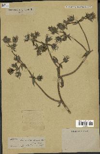 spécimen de Picris echioides