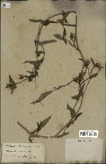 spécimen de Picris echioides