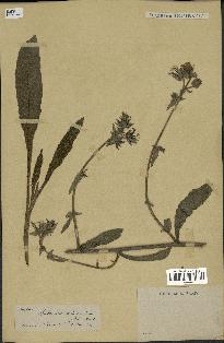 spécimen de Picris echioides