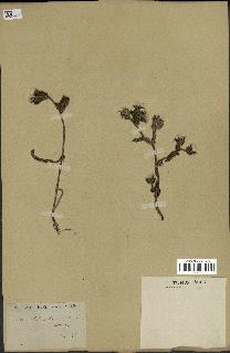spécimen de Picris echioides