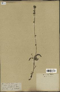 spécimen de Picris echioides