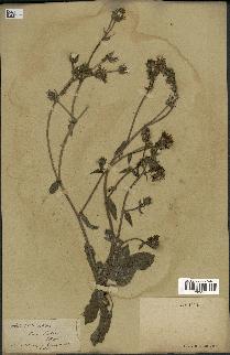 spécimen de Picris echioides