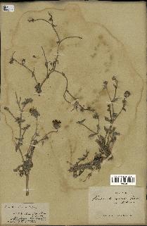 spécimen de Picris echioides