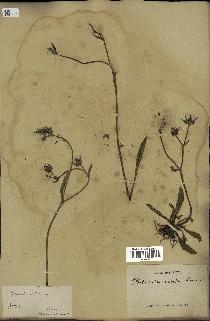 spécimen de Picris echioides