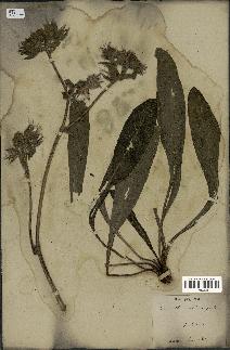 spécimen de Picris echioides