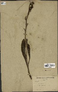 spécimen de Picris echioides