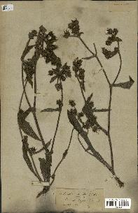spécimen de Picris echioides
