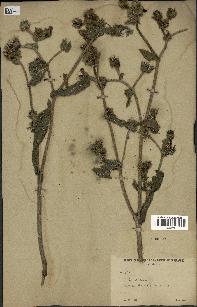 spécimen de Picris echioides